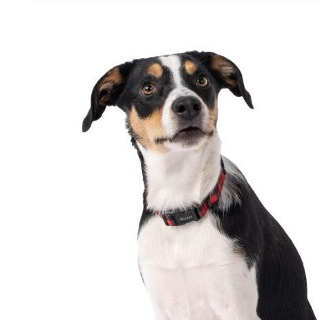 Terrier dog wearing a Red & black checked dog collar with "Wolves" logo.