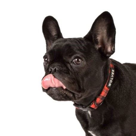 Small black dog wearing a red & black checked dog collar with "Wolves" logo.