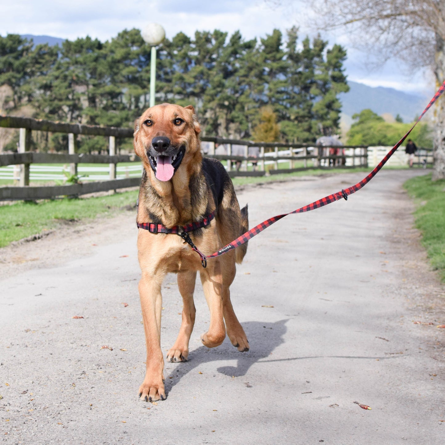 Dog walking with a Red & Black checked dog leash.