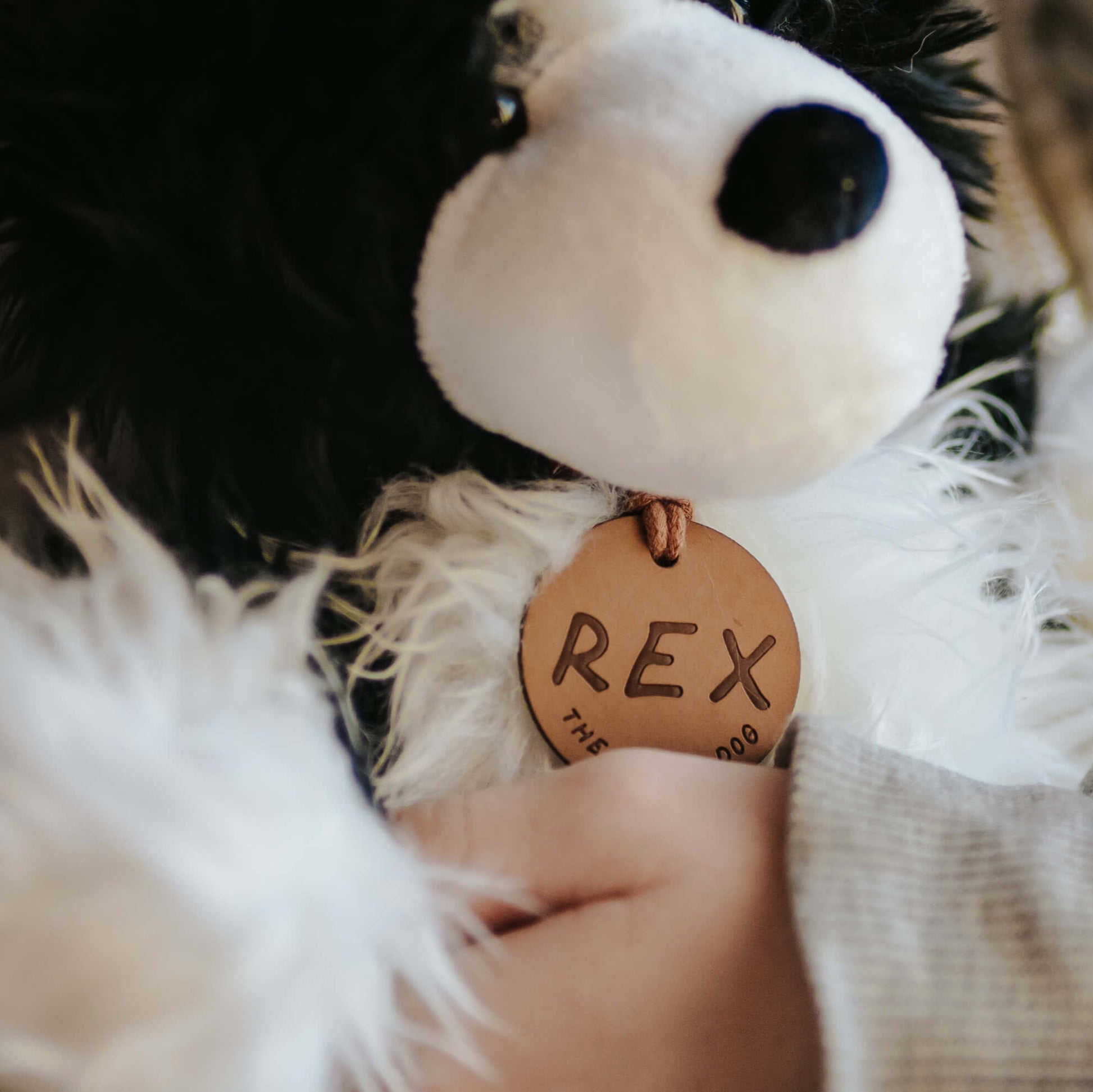 Close up of the face of a black and white soft toy sheep dog. The toy dog has a brown leather name tag with REX on it.
