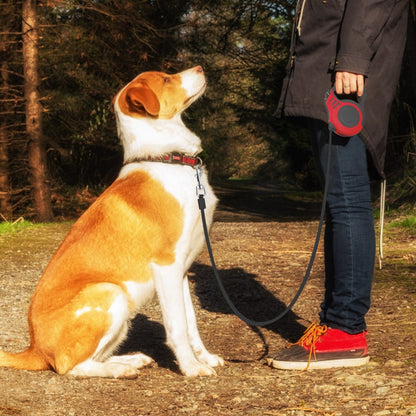 Dog on a lead sitting at it's owners feet in a forest area.